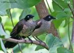 Reinwardt Babbelaar (NL), Dieren en Toebehoren, Vogels | Overige Vogels, Meerdere dieren, Tropenvogel, Geringd