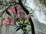 Originele fotokaarten 'Tropische Bloemen', Verzenden, Nieuw, Feestartikel
