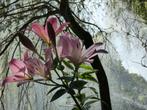 Originele fotokaarten 'Tropische Bloemen', Envoi, Article de fête, Neuf