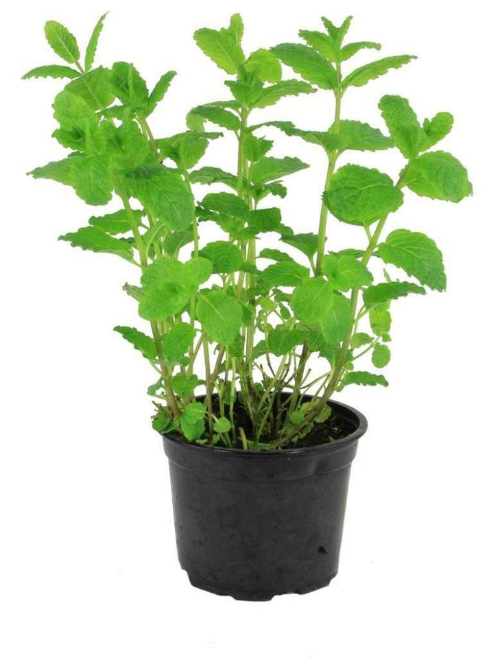 Bio Marokkaanse munt in pot, Tuin en Terras, Planten | Tuinplanten, Vaste plant, Kruiden, Volle zon, Ophalen