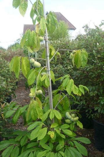 Pawpaw - Asimina triloba-indianen banaan,fruitboom,paw paw, beschikbaar voor biedingen