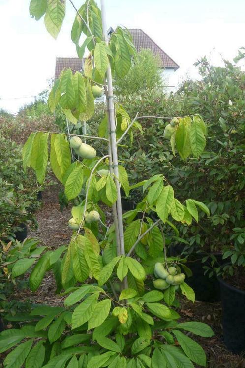 Asimina triloba, Jardin & Terrasse, Plantes | Arbres fruitiers, Autres espèces, En pot, Enlèvement