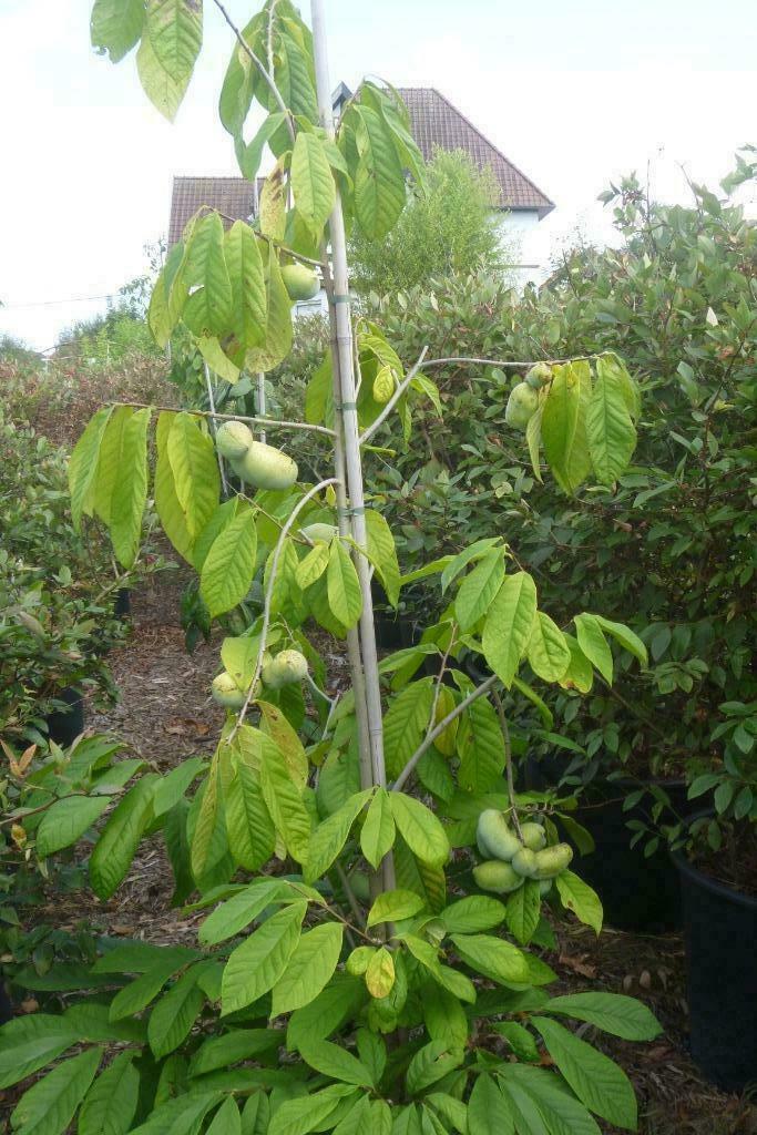 Pawpaw - Asimina triloba-indianen banaan,fruitboom,paw paw,, Tuin en Terras, Planten | Fruitbomen, Overige soorten, In pot, Ophalen