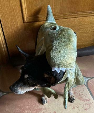 Dinosaurus honden Verkleedpakje M, Dieren en Toebehoren, Hondenkleding, Ophalen of Verzenden, Zo goed als nieuw, Hondenkostuum
