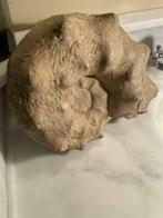 Grande ammonite décorative - 15kg, Collections, Fossile, Enlèvement