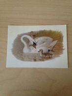 Collection Cartes Photos Oiseaux & Volatiles, Collections, Enlèvement ou Envoi