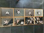 série de photos (8)d'étoiles de mer (encadrées, Photo ou Poster, Comme neuf, Moins de 50 cm, Moins de 50 cm