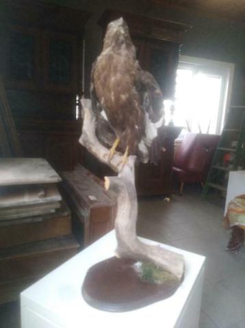 A vendre rapace, Enlèvement