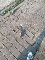 ANCIEN OUTIL VERMOULU, Antiquités & Art, Enlèvement