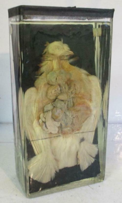 antieke duif op sterk water origineel jaren 1920, Antiek en Kunst, Curiosa en Brocante, Ophalen