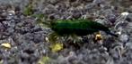 Green Jade EXTREEM (Nocaridina), Kreeft, Krab of Garnaal, Zoetwatervis, Schoolvis