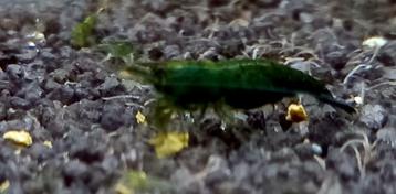 Green Jade EXTREEM (Nocaridina) beschikbaar voor biedingen