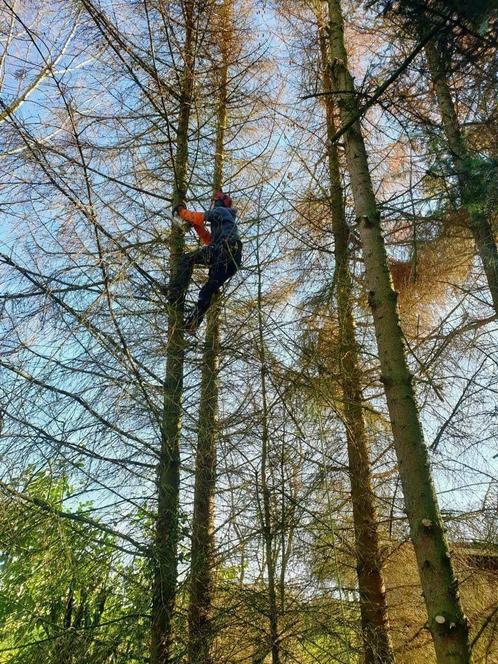 Elagage et abattage d'arbres à Bruxelles : élagueurs professionnels