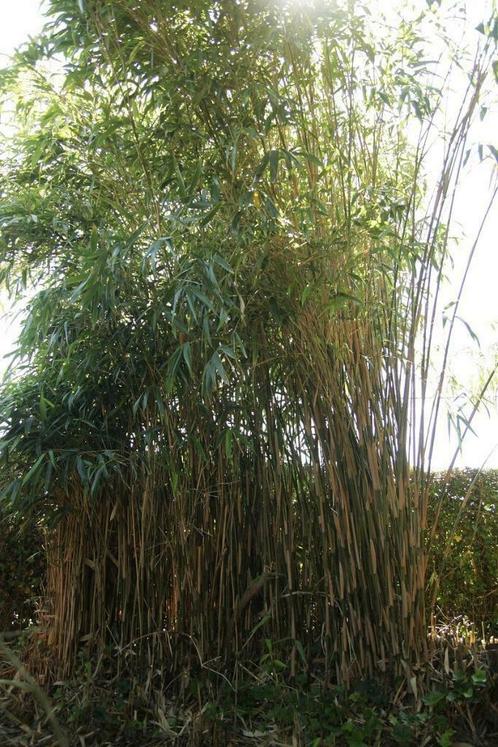 Gratis bamboe planten met wortel, Jardin & Terrasse, Jardin & Terrasse Autre, Neuf, Enlèvement