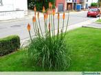 Jeunes plants de Kniphofia à repiquer, Enlèvement