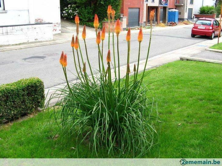 Jeunes plants de Kniphofia à repiquer, Tuin en Terras, Planten | Tuinplanten, Ophalen