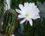 Cactée Echinopsis avec belles et grandes fleurs blanches, Huis en Inrichting, Kamerplanten, Ophalen of Verzenden, Bloeiende kamerplant