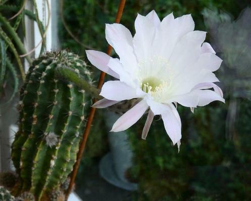 Cactée Echinopsis avec belles et grandes fleurs blanches, Huis en Inrichting, Kamerplanten, Cactus, Bloeiende kamerplant, Volle zon