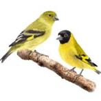 Nouveaux oiseaux 18-11-2021, Domestique, Oiseau chanteur sauvage, Plusieurs animaux