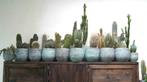 Cactussen groot en klein - verschillende soorten, Cactus, Minder dan 100 cm, In pot, Bloeiende kamerplant
