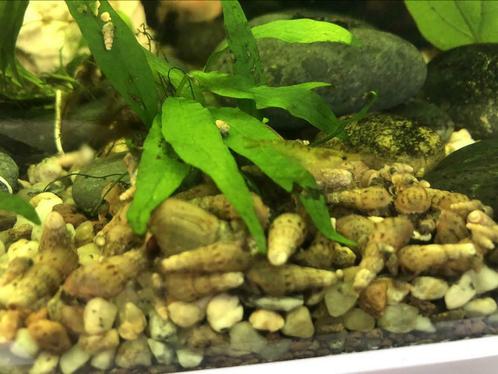 Escargot tour (Melanoides tuberculata) - 20 pièces pour 1€, Animaux & Accessoires, Poissons | Poissons d'aquarium