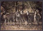 401 Zebrasgroep, Collections, Cartes postales | Animaux, Animal sauvage, Envoi