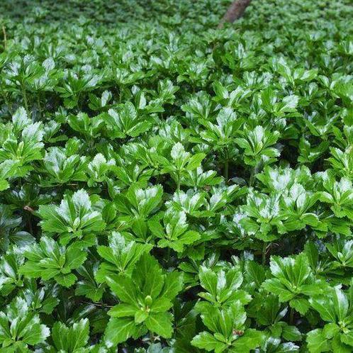 Pachysandra terminalis Green carpet, Tuin en Terras, Planten | Tuinplanten, Halfschaduw, Ophalen