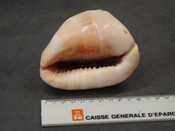 Coquillage décoratif Cypraecassis  beschikbaar voor biedingen