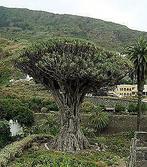 drakenbloedboom (de echte), Tuin en Terras, Planten | Bomen, Ophalen, 100 tot 250 cm