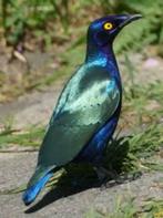 Groene en purperglansspreeuwen, Ophalen of Verzenden