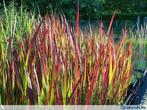Siergras Pennisetum, Carex, Miscanthus, Japans bloedgras,..., Jardin & Terrasse, Enlèvement, Couvre-sol