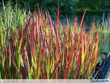 Siergras Pennisetum, Carex, Miscanthus, Japans bloedgras,..., Enlèvement, Couvre-sol
