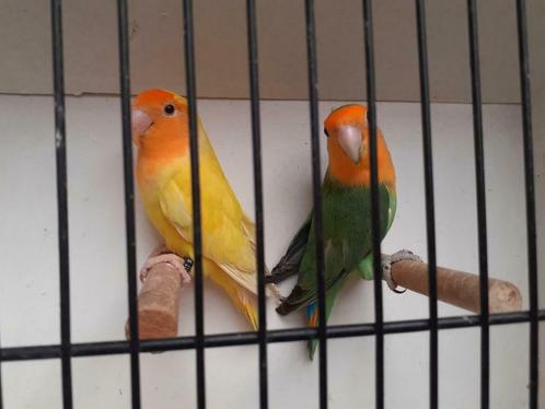 Roseicollis  7  Koppels+Losse Vogels 2022-2023-2024-2025, Dieren en Toebehoren, Vogels | Parkieten en Papegaaien, Parkiet, Meerdere dieren