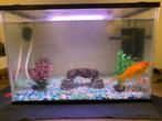 Aquarium met toebehoren