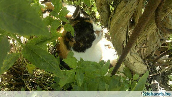 gratis opruiming tvv cats in crisis ramsgate, Diensten en Vakmensen, Klusjesman en Klusbedrijf