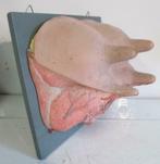 vintage anatomisch model van een uier Somso, Antiek en Kunst, Verzenden, Natuur en Biologie