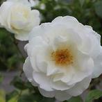 Rosa 'The white Fairy' (geurend/langbloeiend) 0474 71 22 47, Tuin en Terras, Planten | Tuinplanten, Ophalen