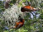 TISSEUR DE CHÂTAIGNE DE L'OUEST, Domestique, Oiseau tropical, Mâle