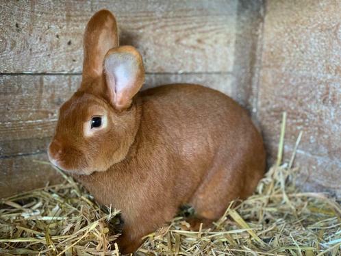 Vaal van Bourgondië Voedsters, rammen, kleintjes, Dieren en Toebehoren, Konijnen