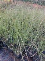 Siergras: Miscanthus 'Gracimillus' prachtriet, Tuin en Terras, Ophalen, Volle zon, Vaste plant, Siergrassen