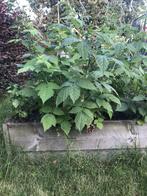 Frambozen stekken te koop., Tuin en Terras, Planten | Tuinplanten, Vaste plant, Ophalen of Verzenden, Halfschaduw, Zomer