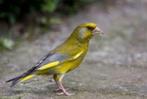 Verdier ou verdier, Domestique, Oiseau chanteur sauvage, Plusieurs animaux