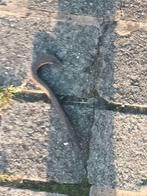 ANCIEN OUTIL VERMOULU, Antiquités & Art, Enlèvement