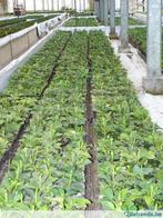 Bodembedekkers zoals Pachysandra, Vinca, Waldsteinia, ..., Ophalen of Verzenden, Bodembedekkers