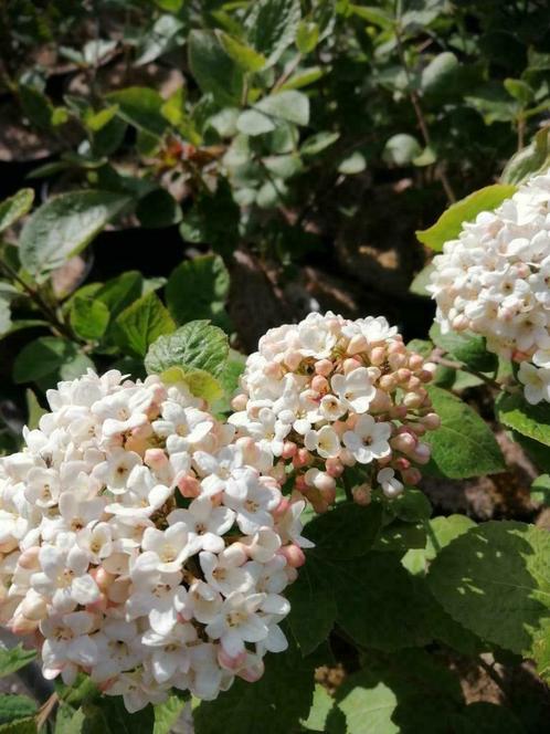Gelderse Roos (Viburnum Sneeuwbal) witte bloemen, Tuin en Terras, Planten | Struiken en Hagen, Struik, Overige soorten, 100 tot 250 cm