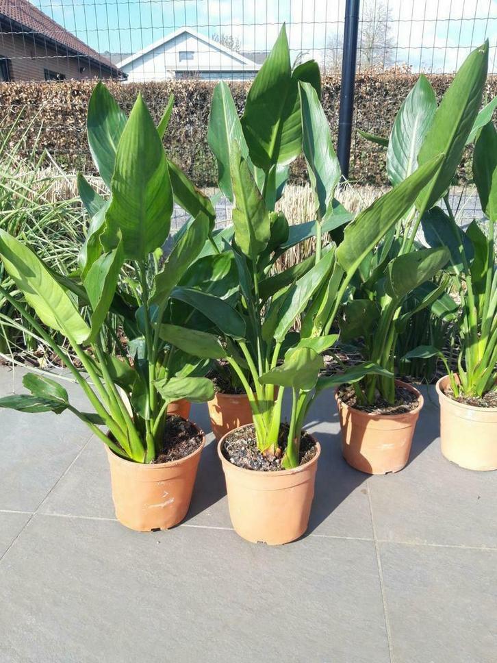 strelitzia Reginea, Tuin en Terras, Planten | Tuinplanten, Vaste plant, Overige soorten, Volle zon, Zomer, Ophalen of Verzenden