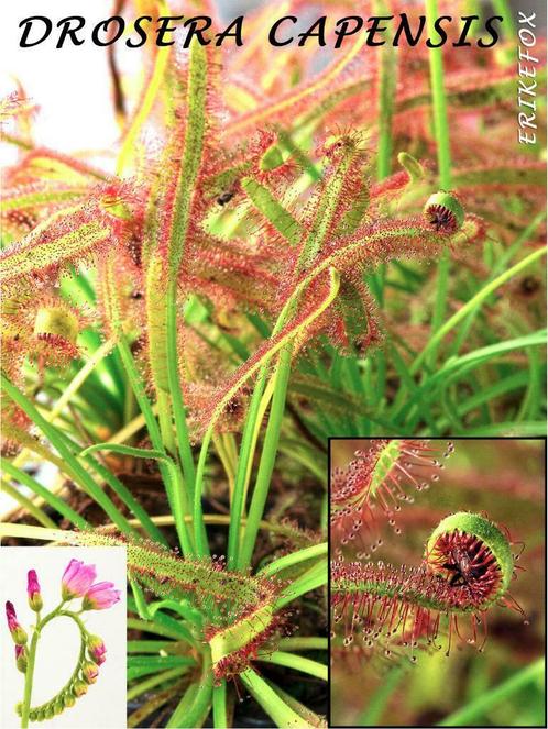 ② Graines - 4 Types de Plantes Carnivores - Drosera + Venus — Bulbes &  Semences — 2ememain