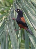 Tisserand de châtaigne, Domestique, Oiseau tropical, Mâle