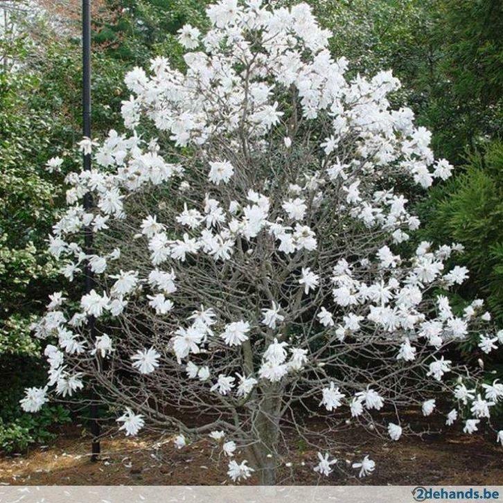magnolia   stellata     in pot        30   eur, Jardin & Terrasse, Plantes | Jardin, Enlèvement
