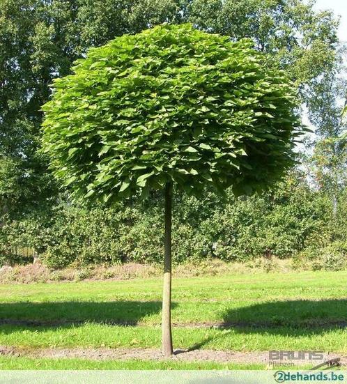 catalpa   bignonioides  nanA   maat  10/12  90 E EUR BOLCALP, Tuin en Terras, Planten | Bomen, Bolboom, 250 tot 400 cm, Volle zon